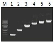 50μl 擴增體系中，以 5ng λDNA 為模板，對 500bp~6.0kb 的擴增結果