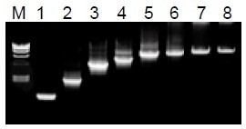 50μL 擴(kuò)增體系中，λDNA 為模板，擴(kuò)增 1kb~20kb 片段。