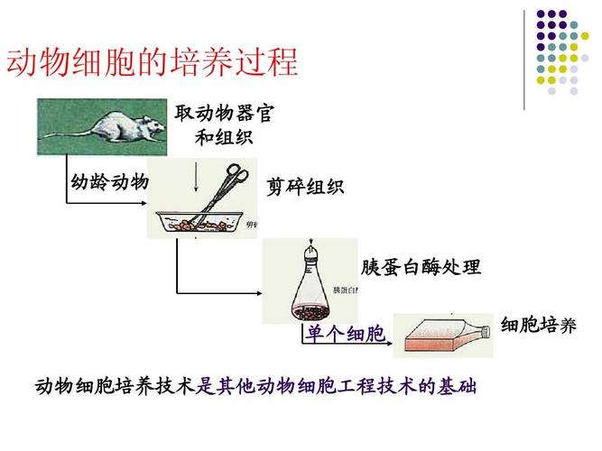 動(dòng)物細(xì)胞培養(yǎng)過程