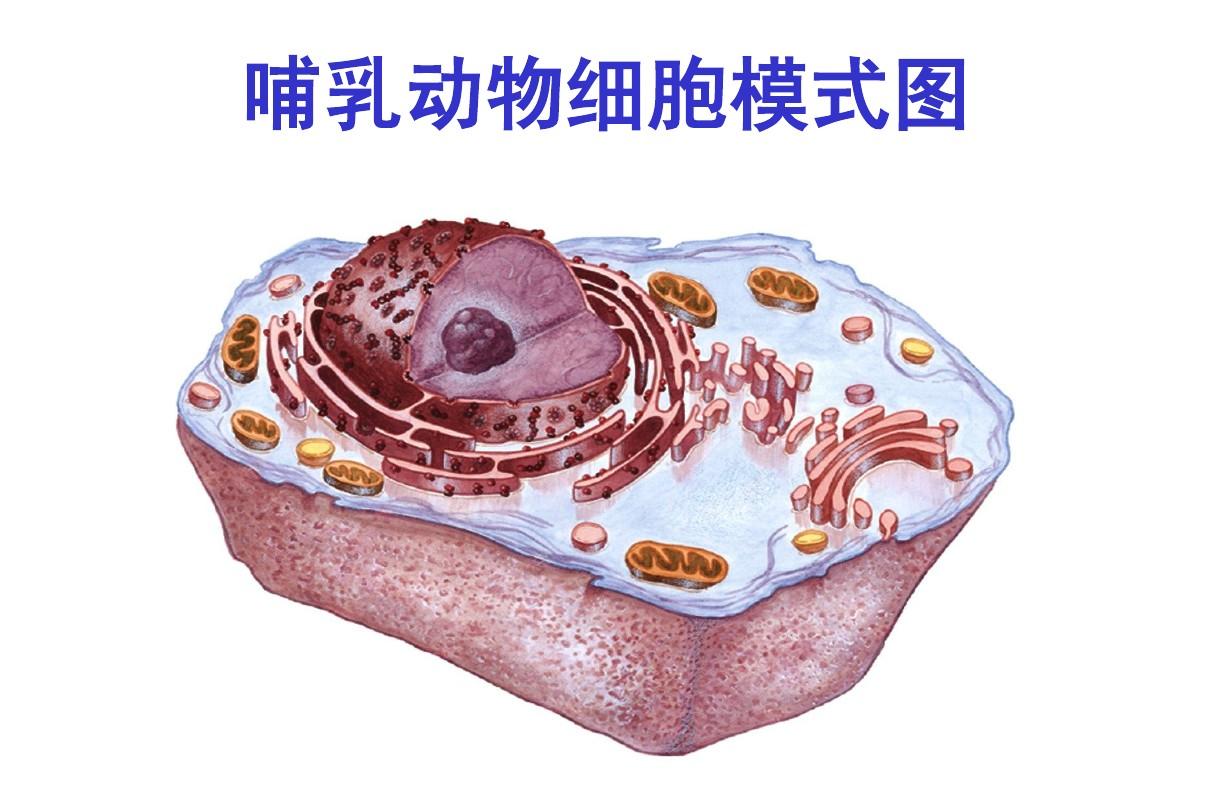 哺乳動物細胞